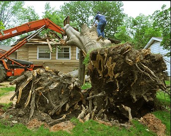 Image for Thatcher’s Tree Service Gainesville with ID of: 3053279