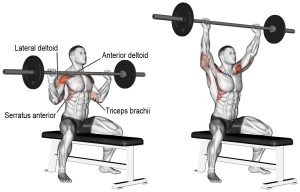 Image for Best Shoulder Exercises - Endura Gym Supplements with ID of: 3054842