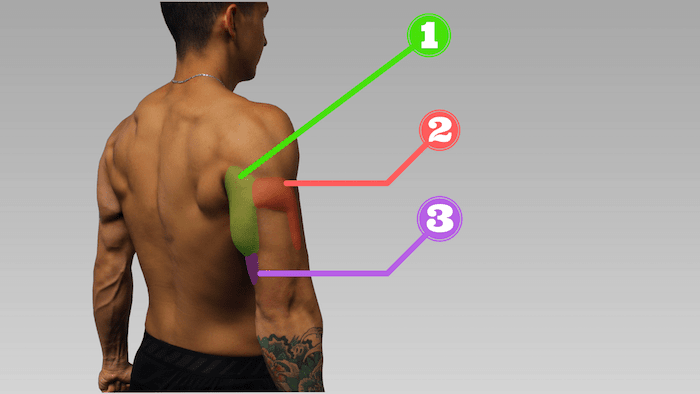 Image for The 8 Most Effective Triceps Exercises - Endura Gym Supplements with ID of: 3055293