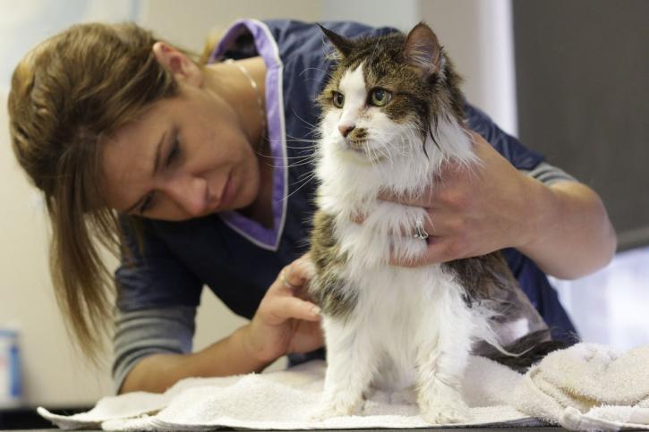 Image for Boca Mobile Pet Grooming with ID of: 3058658
