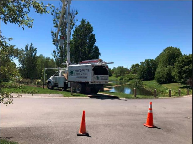 Image for Progressive Tree Service with ID of: 3058974
