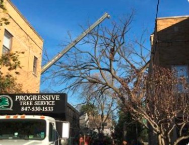 Image for Progressive Tree Service with ID of: 3058977