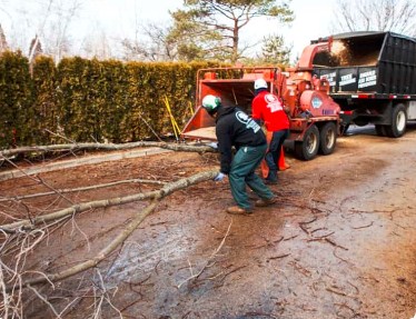 Image for Progressive Tree Service with ID of: 3058978