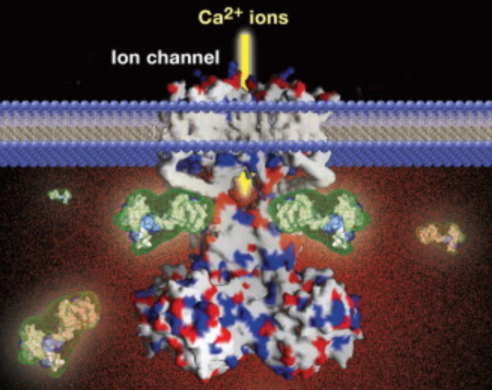 Image for Immunofluorescence Guide with ID of: 3059427