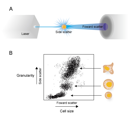 Image for Neural Cells Crosstalk with ID of: 3059466