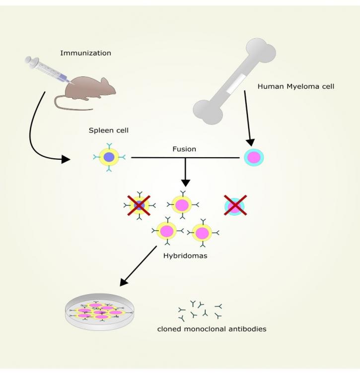 Image for Neuroinflammaton pathway with ID of: 3059481