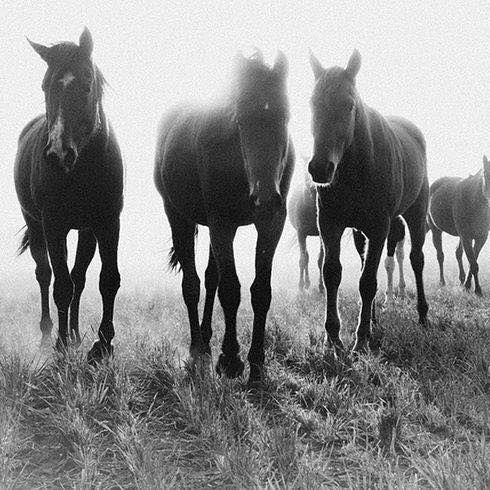 Image for C and L Stables with ID of: 3059519