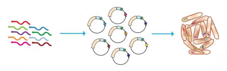 Image for cDNA Library with ID of: 3061909