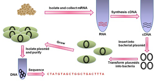 Image for Standard cDNA Library with ID of: 3061911