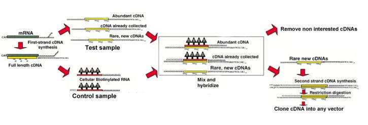 Image for Subtractive cDNA Library with ID of: 3061917