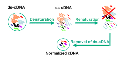 Image for Normalized cDNA Library with ID of: 3061919