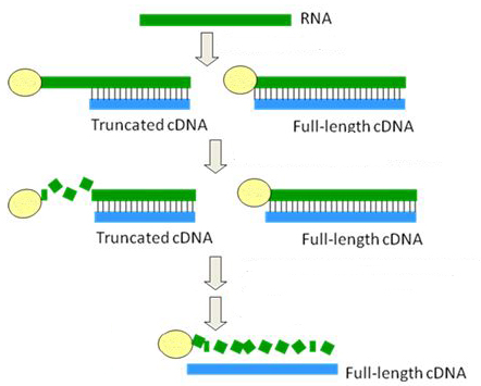 Image for Full Length cDNA Library with ID of: 3061921