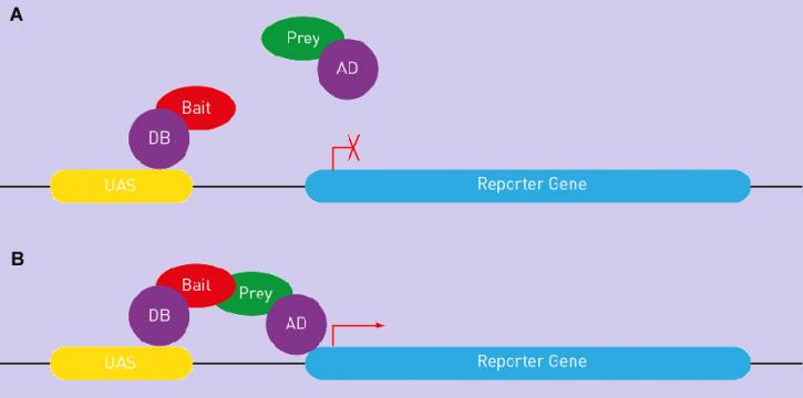 Image for Yeast Two hybrid cDNA Library with ID of: 3061923