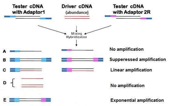 Image for SSH cDNA Library with ID of: 3061925