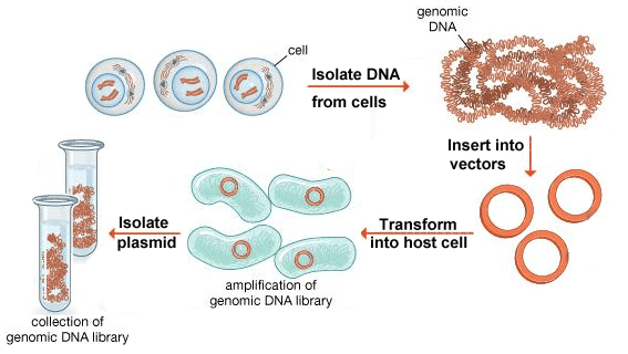 Image for Genomic Library with ID of: 3061927