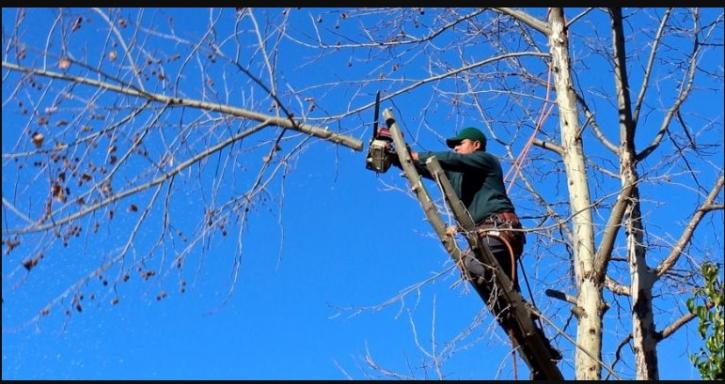 Image for Woodchuck Tree Service with ID of: 3062413