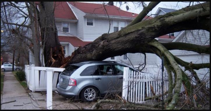 Image for Woodchuck Tree Service with ID of: 3062424