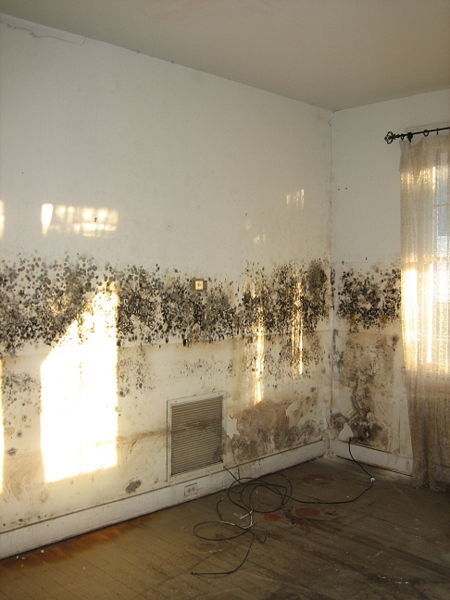 Image for Escondido Mold Removal & Remediation with ID of: 3062607