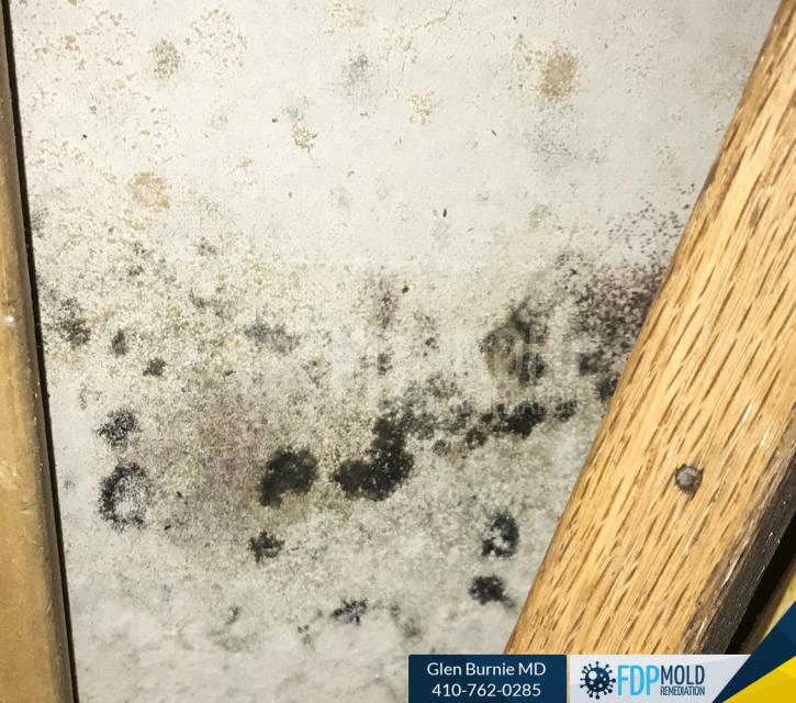 Image for FDP Mold Remediation with ID of: 3063458