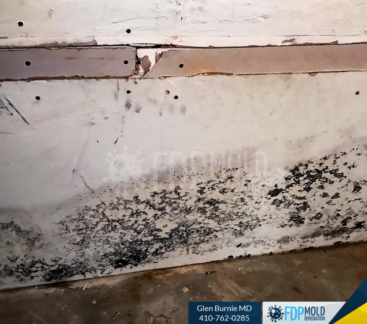 Image for FDP Mold Remediation with ID of: 3063460