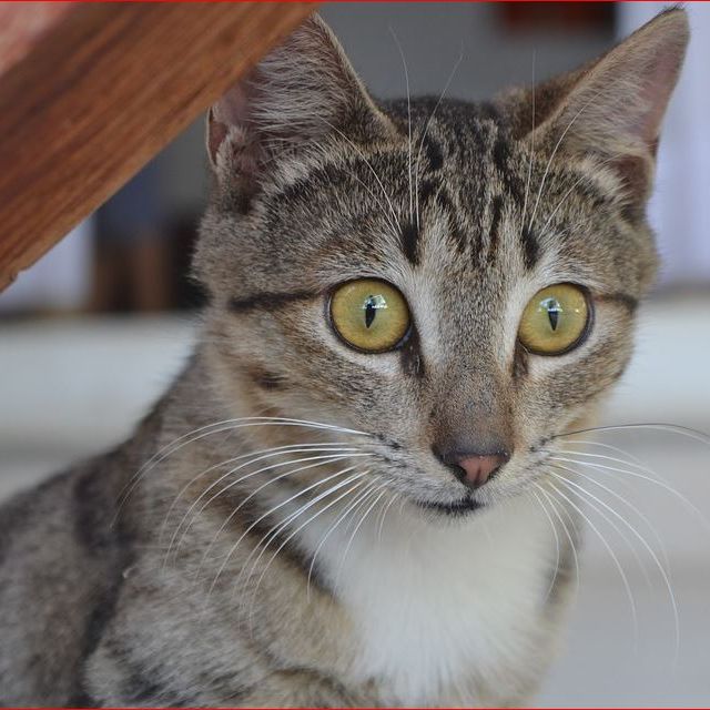 Image for Cat Sitting In Your Home with ID of: 3065165