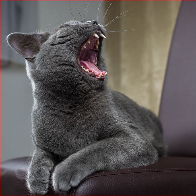 Image for Cat Sitting In Your Home with ID of: 3065168