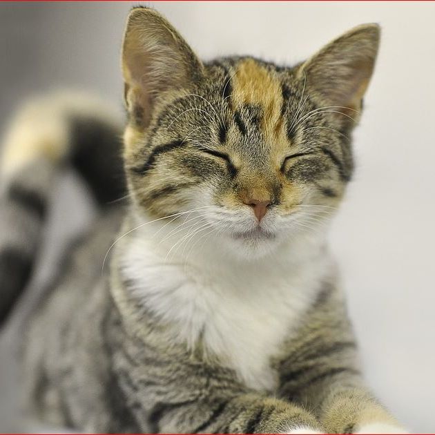 Image for Cat Sitting In Your Home with ID of: 3065169