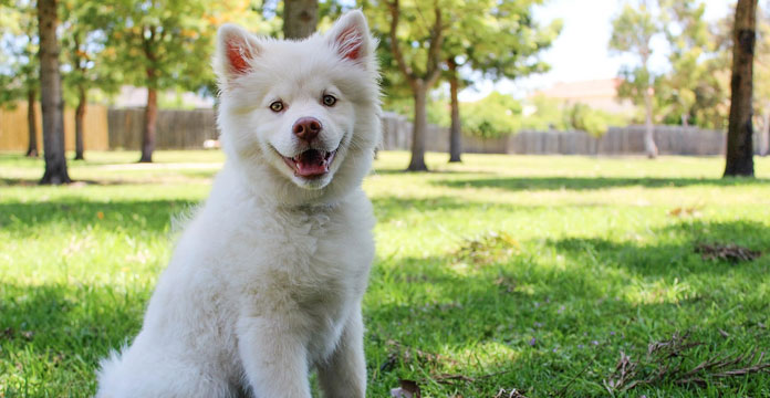 Image for TreeHousePuppies with ID of: 3065385