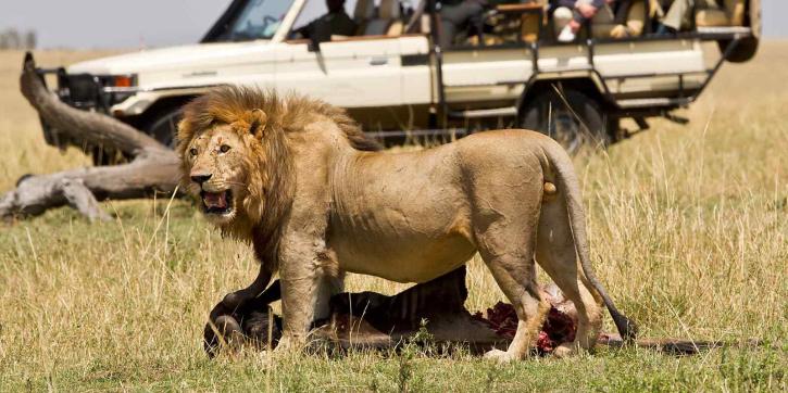 Image for Masai Mara Safari Tours with ID of: 3069381