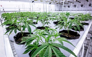 Image for Northeast Alternatives: Marijuana Dispensary with ID of: 3070225