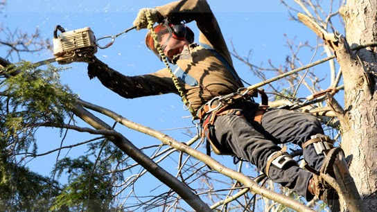 Image for Capital City Tree Service with ID of: 3071212