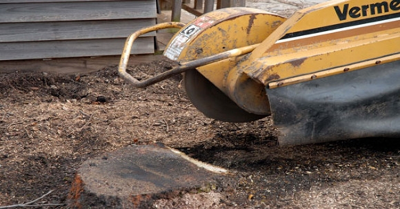 Image for Capital City Tree Service with ID of: 3071213