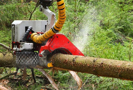 Image for Capital City Tree Service with ID of: 3071215