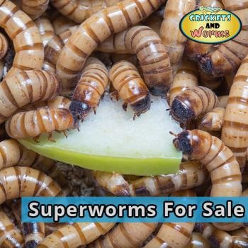 Image for Crickets and Worms For Sale with ID of: 3074834