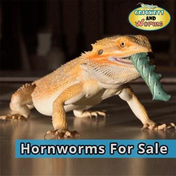 Image for Crickets and Worms For Sale with ID of: 3074840