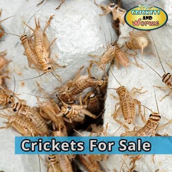 Image for Crickets and Worms For Sale with ID of: 3074843