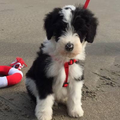Image for Micro Sheepadoodles For Sale | Open Range Pups with ID of: 3075997