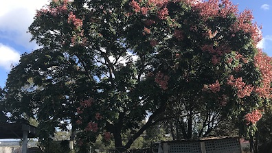 Image for Canopy Tree Services Southern Highlands with ID of: 3077074