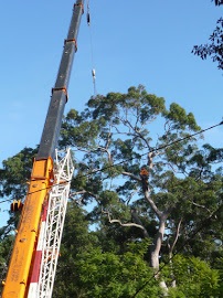 Image for Canopy Tree Services Southern Highlands with ID of: 3077089