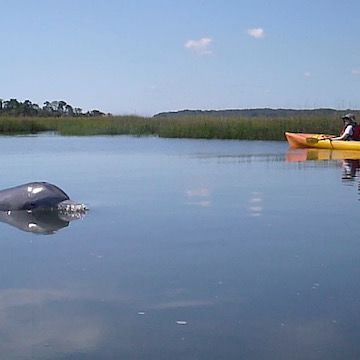 Image for Kayak Amelia with ID of: 3078136