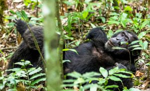 Image for Uganda Safari Gorilla with ID of: 3083358