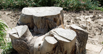 Image for Tree Lopping Logan Co with ID of: 3085765