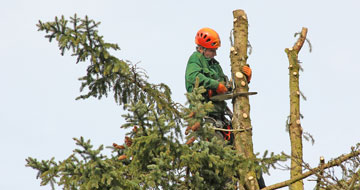 Image for Tree Lopping Logan Co with ID of: 3085774