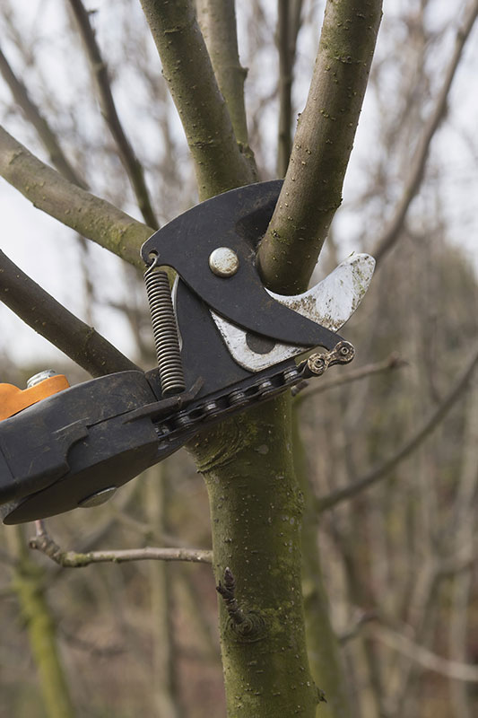 Image for Abcut Tree Service, Inc. with ID of: 3086709