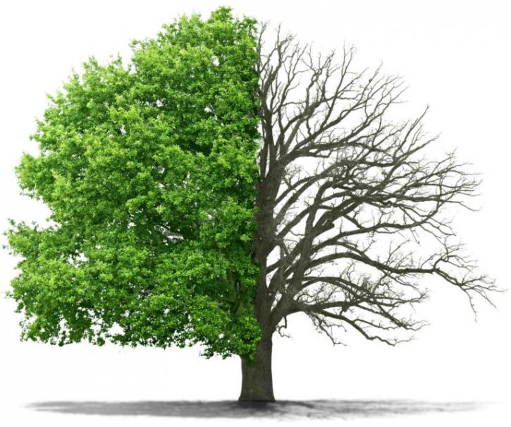 Image for AAA Total Tree Service with ID of: 3086845