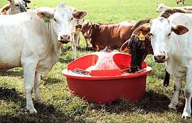 Image for Cattle Feed – What you Need to Know with ID of: 3087702
