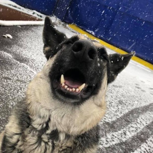 Image for U Lucky Dog Daycare with ID of: 3090817