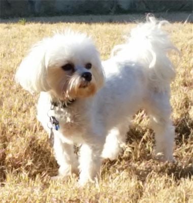 Image for Pam Pampers Pets with ID of: 3094795