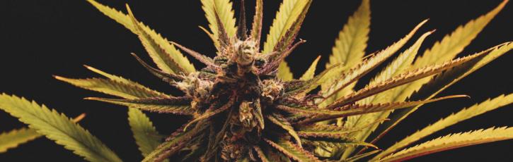 Image for Lucy Sky Cannabis Boutique with ID of: 3095150
