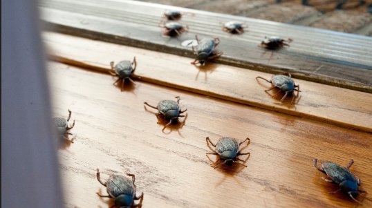 Image for Pest Control Huntington NY with ID of: 3099880